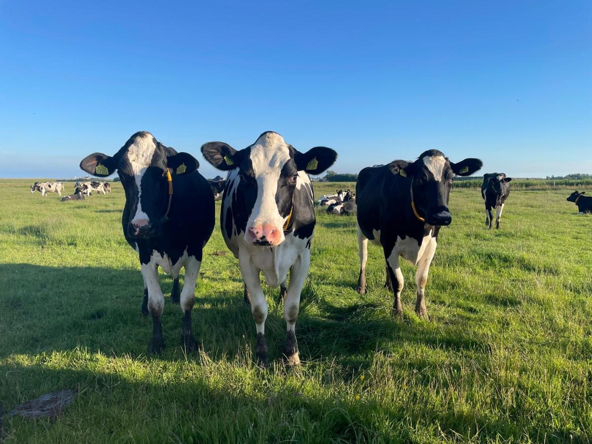 B&B Johanneshoeve - de mooiste plek op Texel Den Hoorn  Buitenkant foto